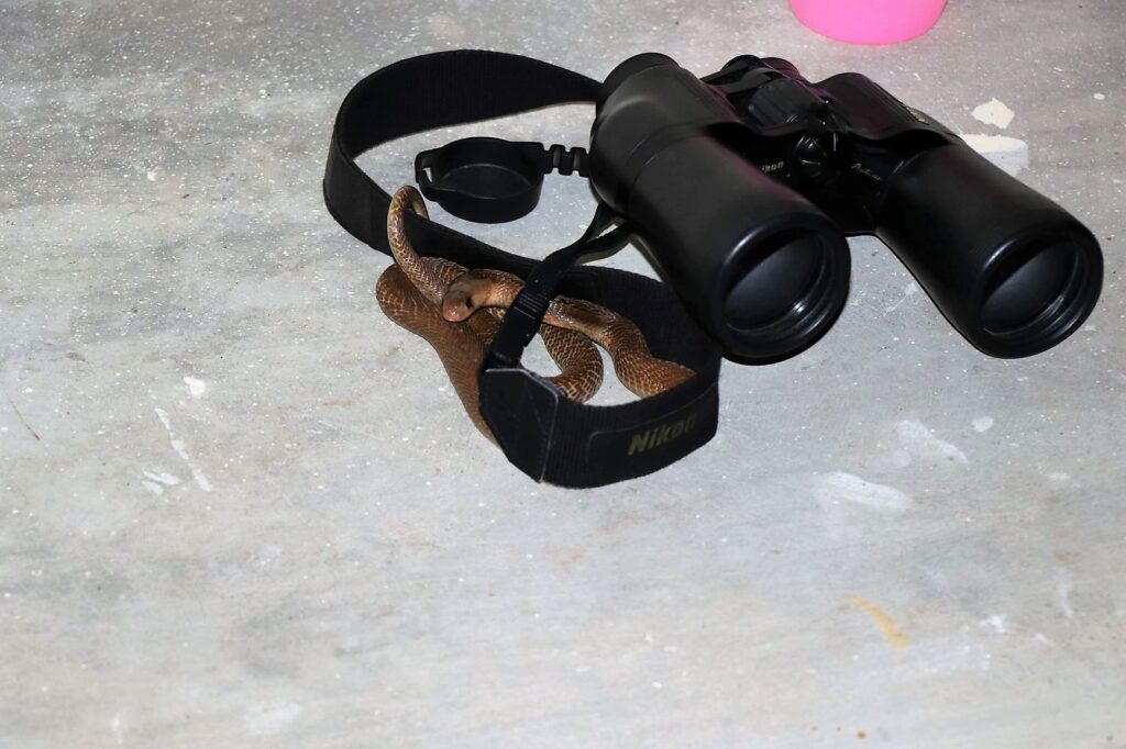 Binocellate Cobra likes Binocular