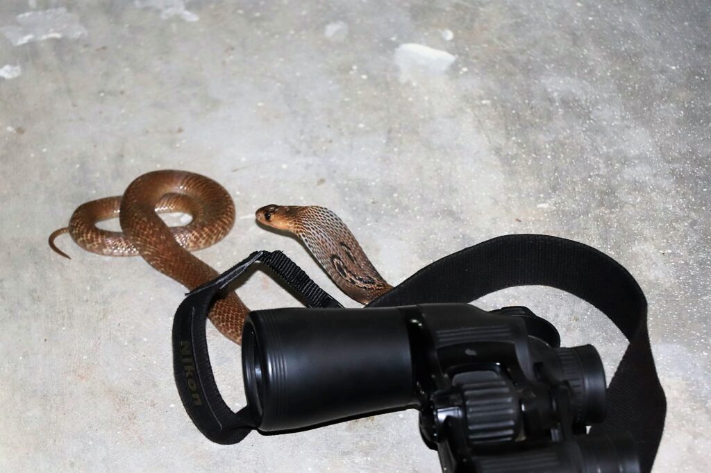 Binocellate Cobra likes Binocular