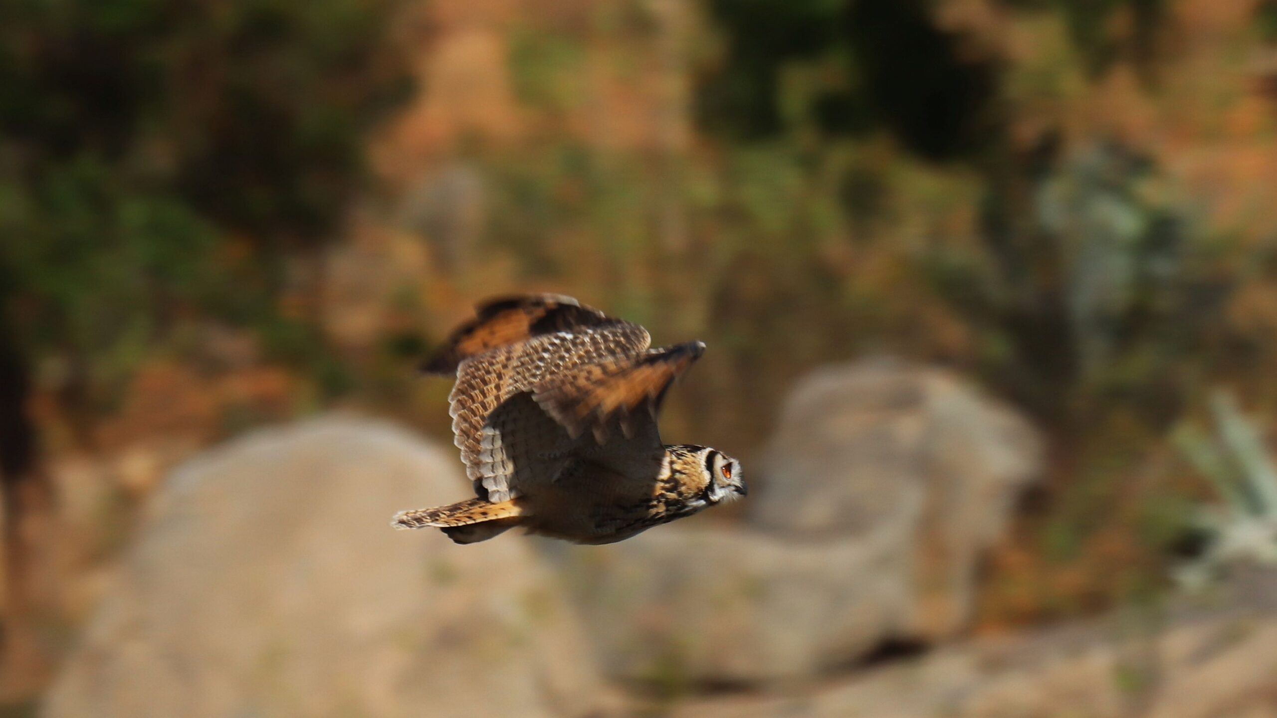 Indian Eagle Owl in flight