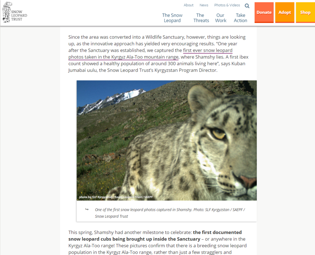 Snow leopard on camera trap